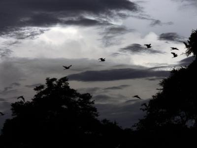 The wind before the rains, South Luangwa National Park, Zambia, 2006