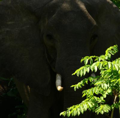 Tusker in the shadows, South Luangwa National Park, Zambia, 2006