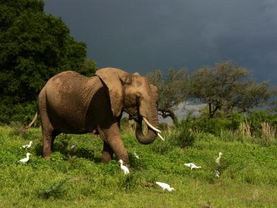 Feeding frenzy, South Luangwa National Park, Zambia, 2006