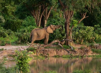 Abundance, South Luangwa National Park, Zambia, 2006