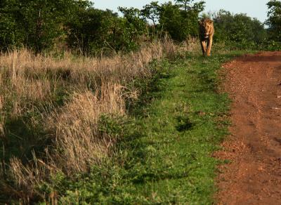 Lion ahead, South Luangwa National Park, Zambia, 2006