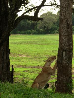 Scratching post, South Luangwa National Park, Zambia, 2006