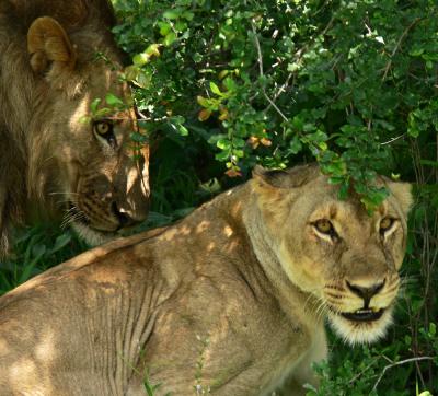 Mating pair, Chichele pride, South Luangwa National Park, Zambia, 2006