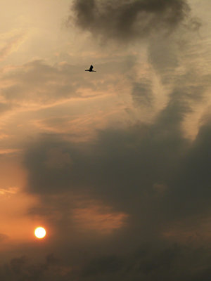 High flyer, Kerala backwaters, India, 2008