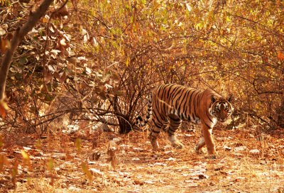 Tiger on the hunt, Ranthambore National Park, India, 2008