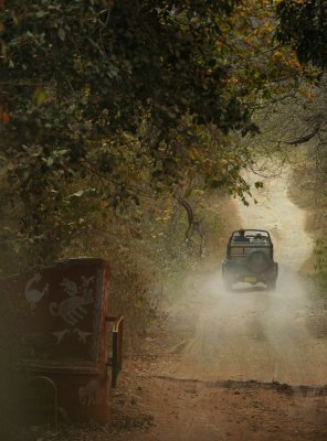 On the track of the tiger, Ranthambore National Park, India, 2008