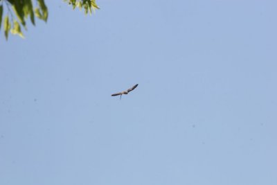 IMG_8279.JPG