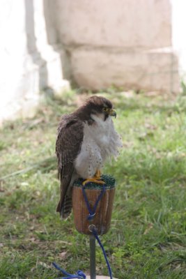 IMG_8296.JPG