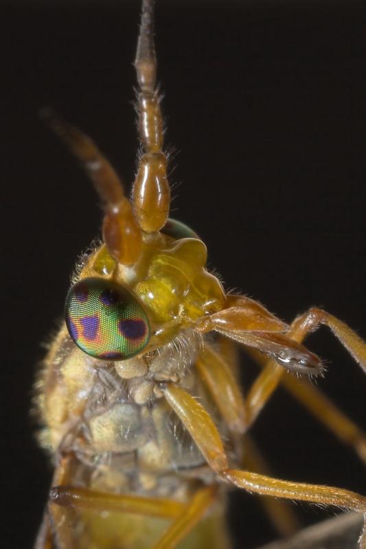 horse fly