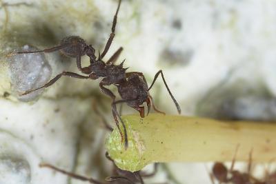 ant work