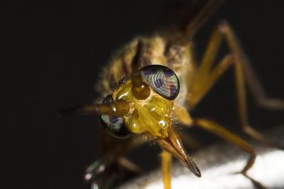 horse fly portrait