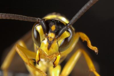 hungry wasp