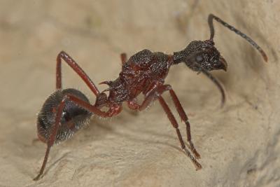 red ant