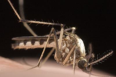 mosquito II