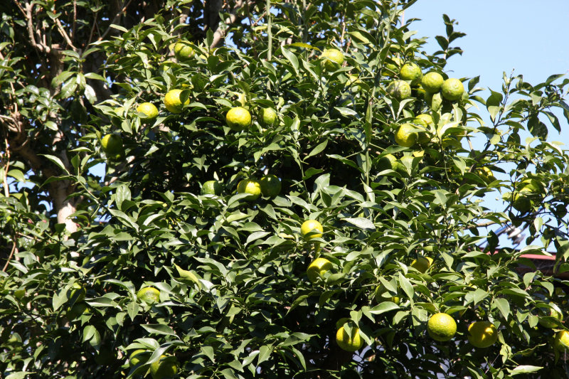 Japanese citrus, Yuzu