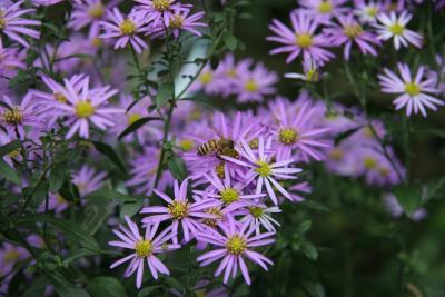 Chrysanthemum (?)