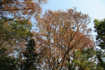 Japanese zelkova, fall