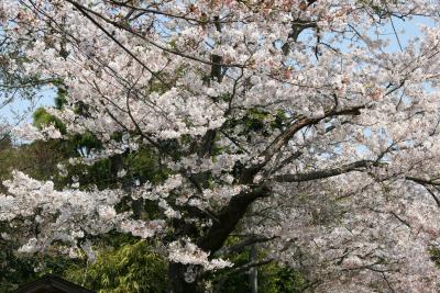 Cherry blossoms 2006