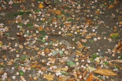 Seeds of Ginkgo