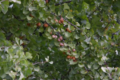 Ginkgo bilova with nuts