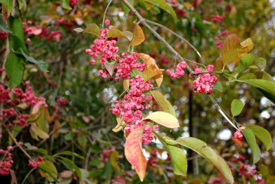 Spindle tree