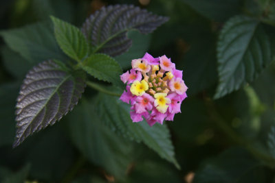 Lantana