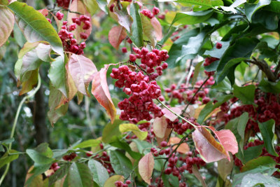 Spindle tree