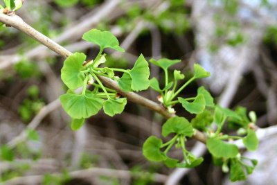 Ginkgo