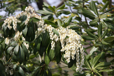 Japanese Andromeda or Japanese Pieris