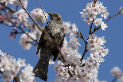 Brown-Eared Bulbul