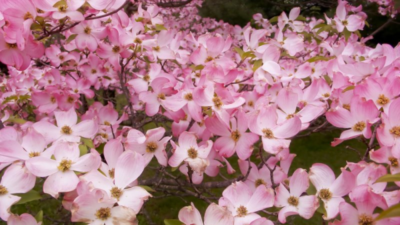 Spring Blooms