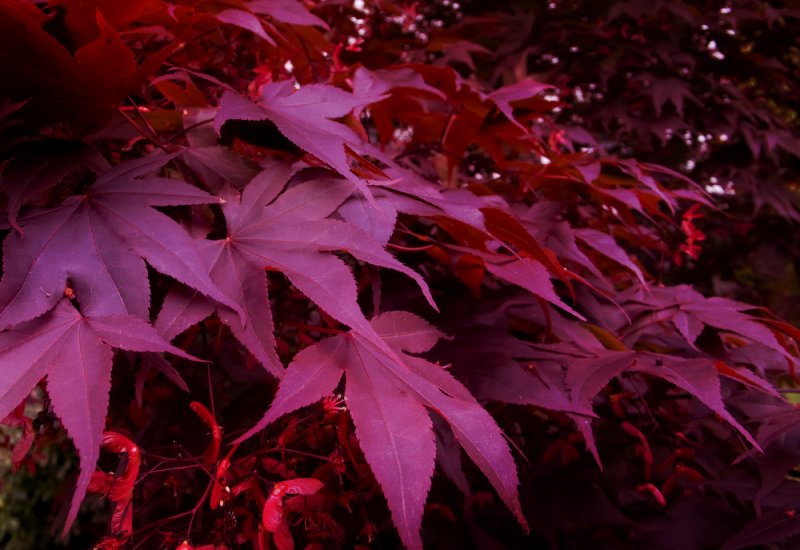 Maple