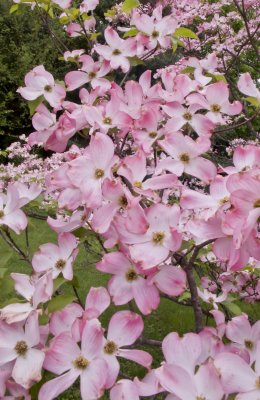 Spring Blooms