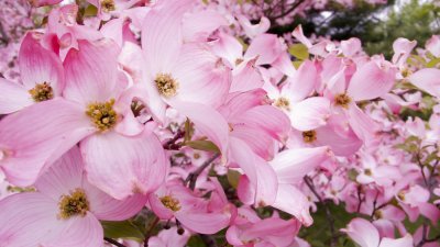 Spring Blooms
