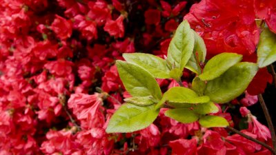 Spring Blooms