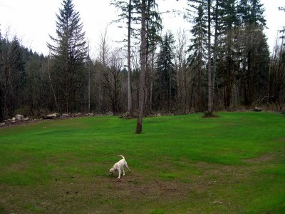 View of the Newly Cleared Area