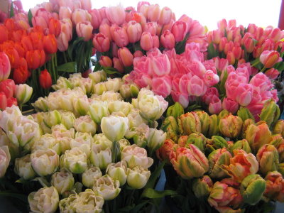 Great Colors