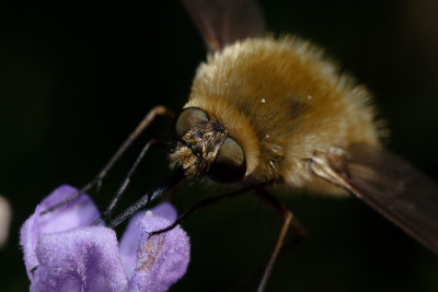 Beefly (Bombylius major)