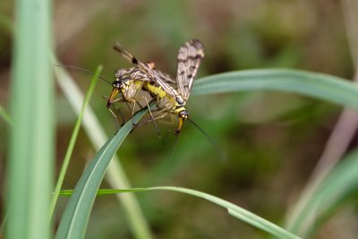 Scorpionflies mating (Panorpa communis)