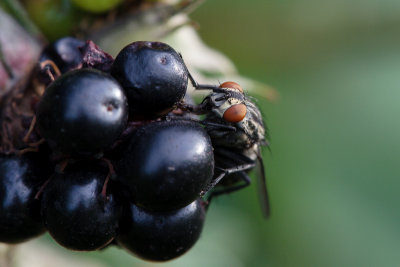 Flesh fly or Sarcophaga carnaria