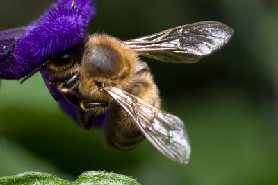Honey bee on salvia (Apis mellifera)
