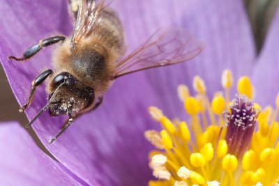 Honeybee on pasque flower (Apis mellifera)