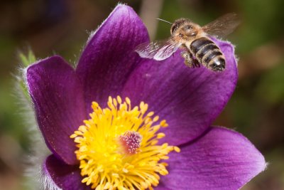 Honeybee hovering over pasque flower (Apis mellifera)