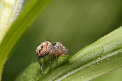 Jumping Spider (Evarcha arcuata)