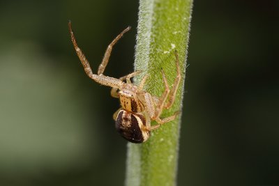 Xysticus ulmi, a crab spider