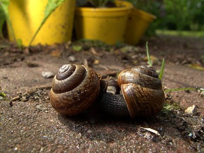 Mating copse snails (Arianta arbustorum)