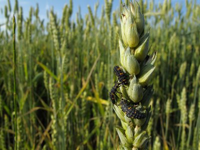 Ladybird larvae on duty!