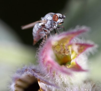 Chamaemyiidae, Leucopis sp.