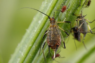 A family of aphids (Uroleucon cf. murale)