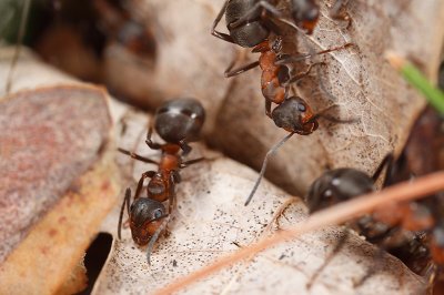 Horse ants (Formica rufa)